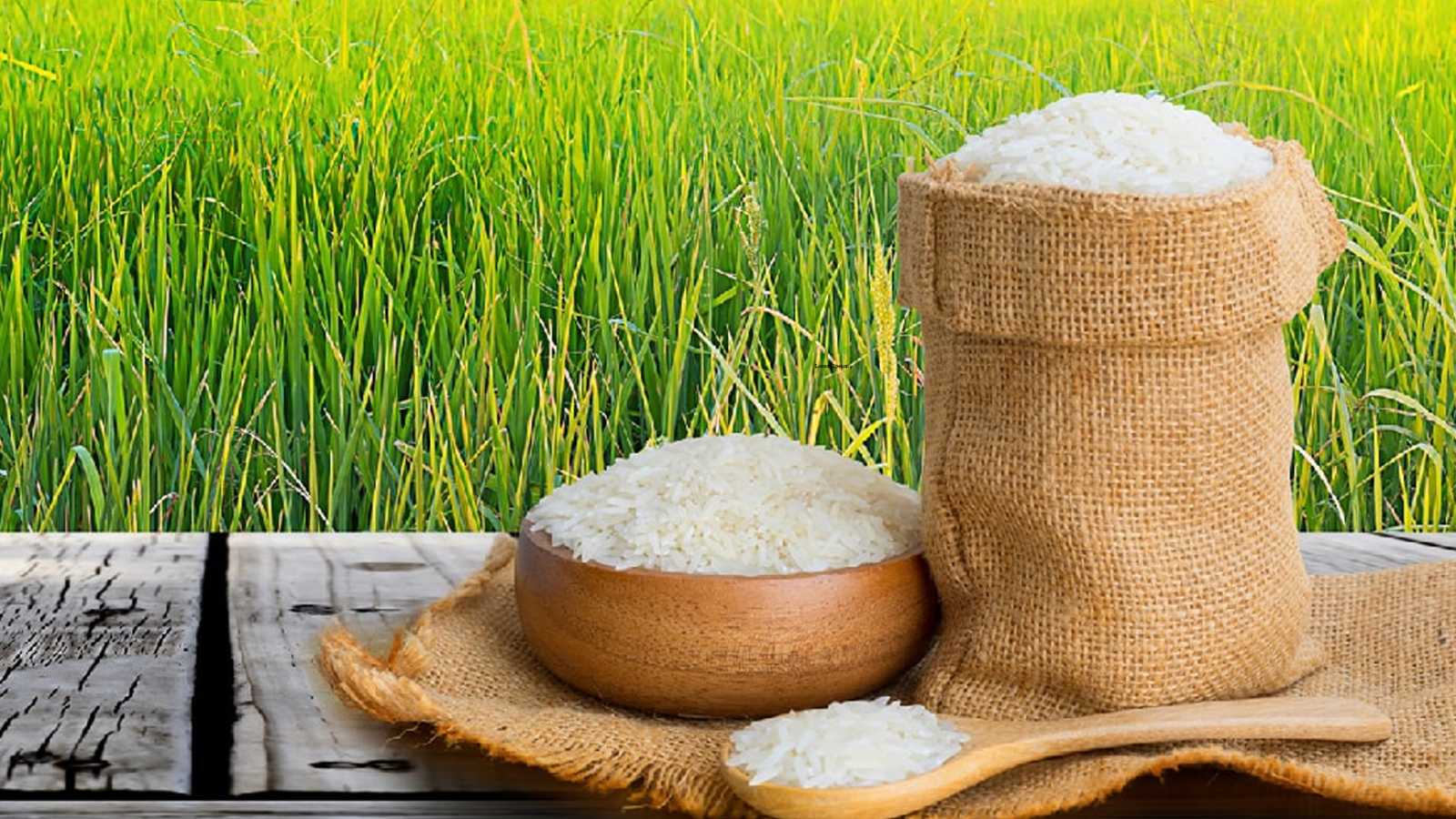 How-can-I-start-my-own-rice-export-business